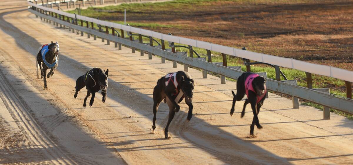 FLYING SPEED: The Gunnedah Greyhound Racing Club's recent track upgrade has facilitated a new track speed record. Photo: File photo 