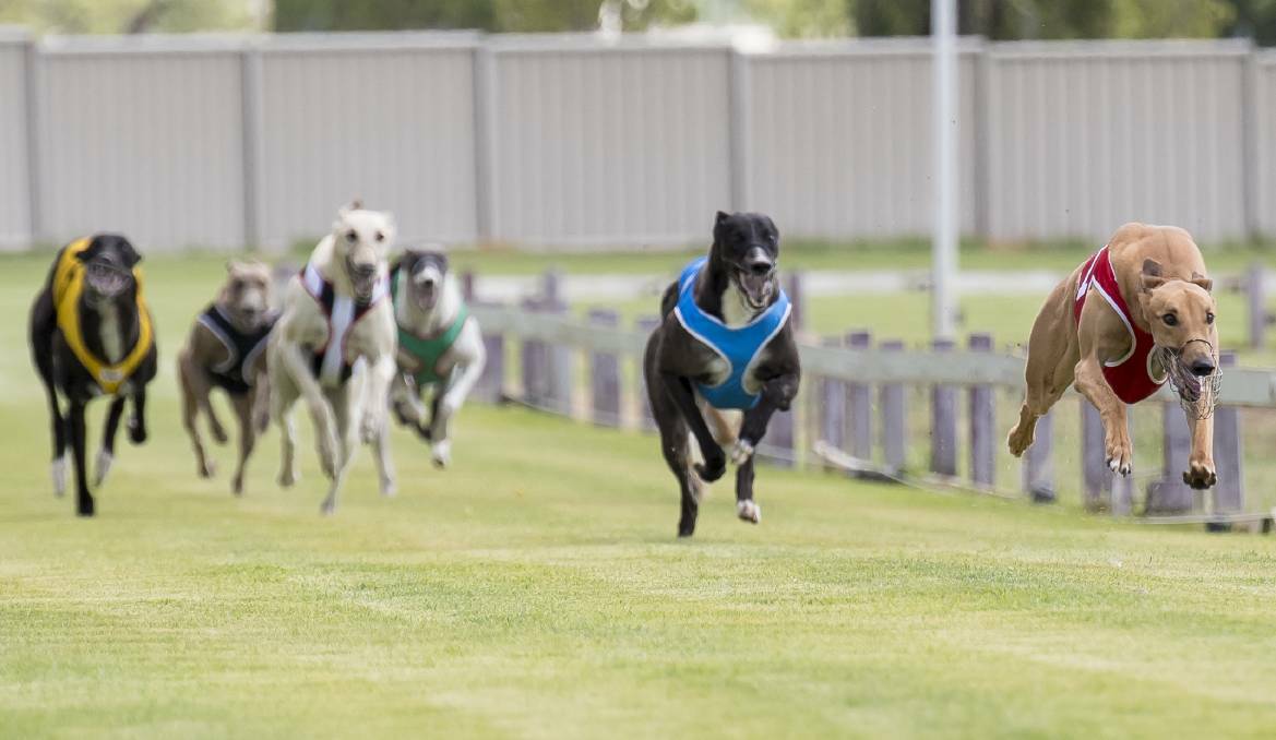 BIG RETURN: Greyhound racing is set to return to Tamworth with a trial-meeting scheduled for March 23 and a non-TAB meeting on March 30. Photo: Peter Hardin