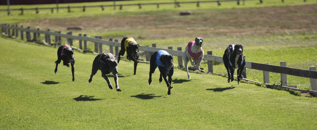 BACK ON TRACK: Saturday's meeting marked Tamworth's first greyhound racing meeting since November 2018. Photo: Billy Jupp 