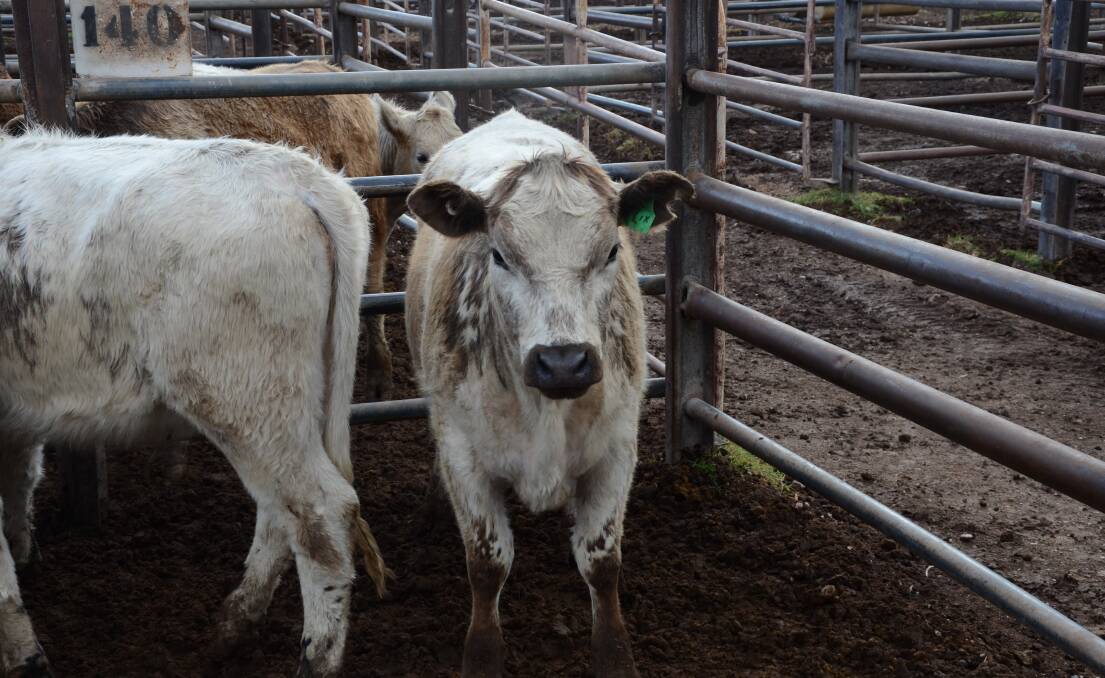 UP FOR BIDS: Gunnedah's recent weekly cattle sale saw an influx of poddy calves and cows go up for bids due to a lack of feed around the region. Photo: Billy Jupp 