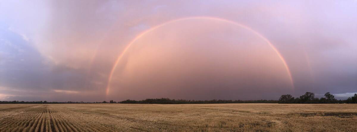 BITTER SWEET: Moree farmer Tony Lockrey captures a rainbow while harvesting as storms settle in over the Moree district. Photo: Tony Lockrey 