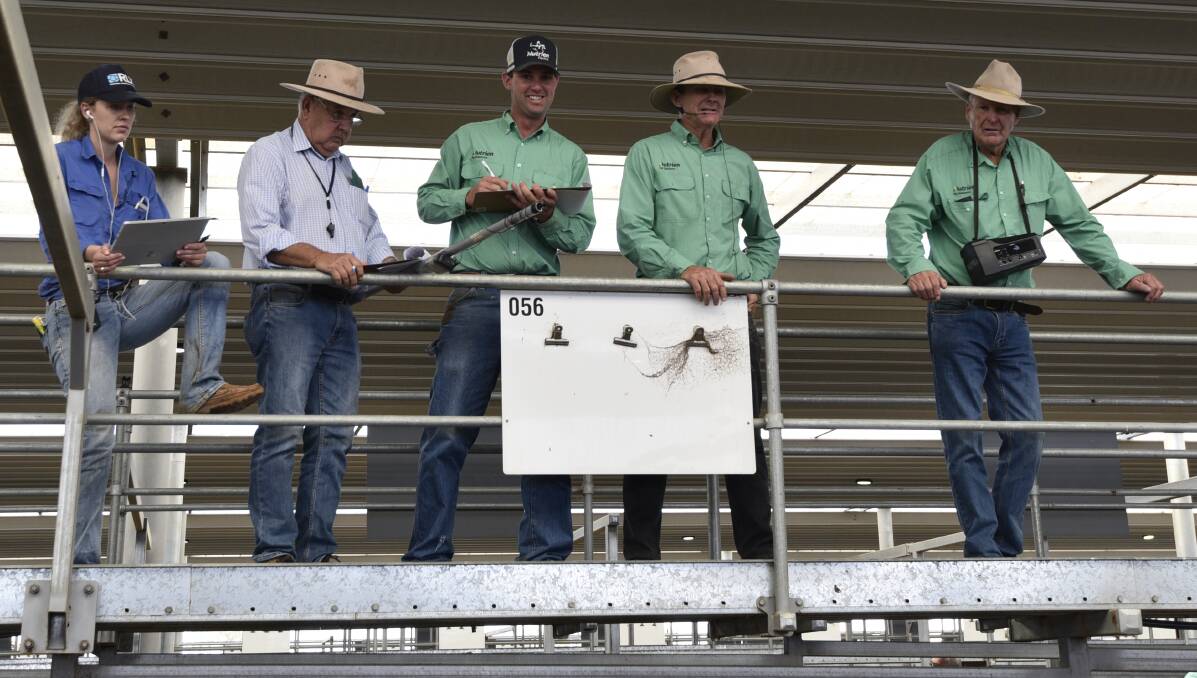 DIGGING DEEP: The Tamworth Livestock Selling Agents Association is hoping for plenty of interest in this year's Tag a Calf Sale. Photo: Billy Jupp 