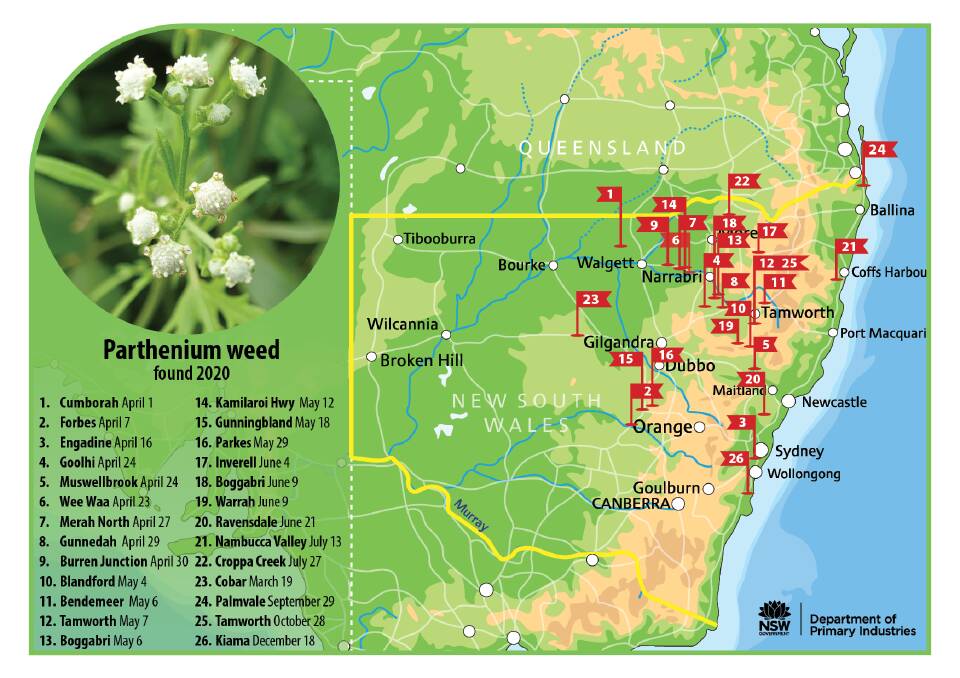 Parthenium Weed has been found 26 times since April 1 last year in a variety of locations. Photo: Supplied 
