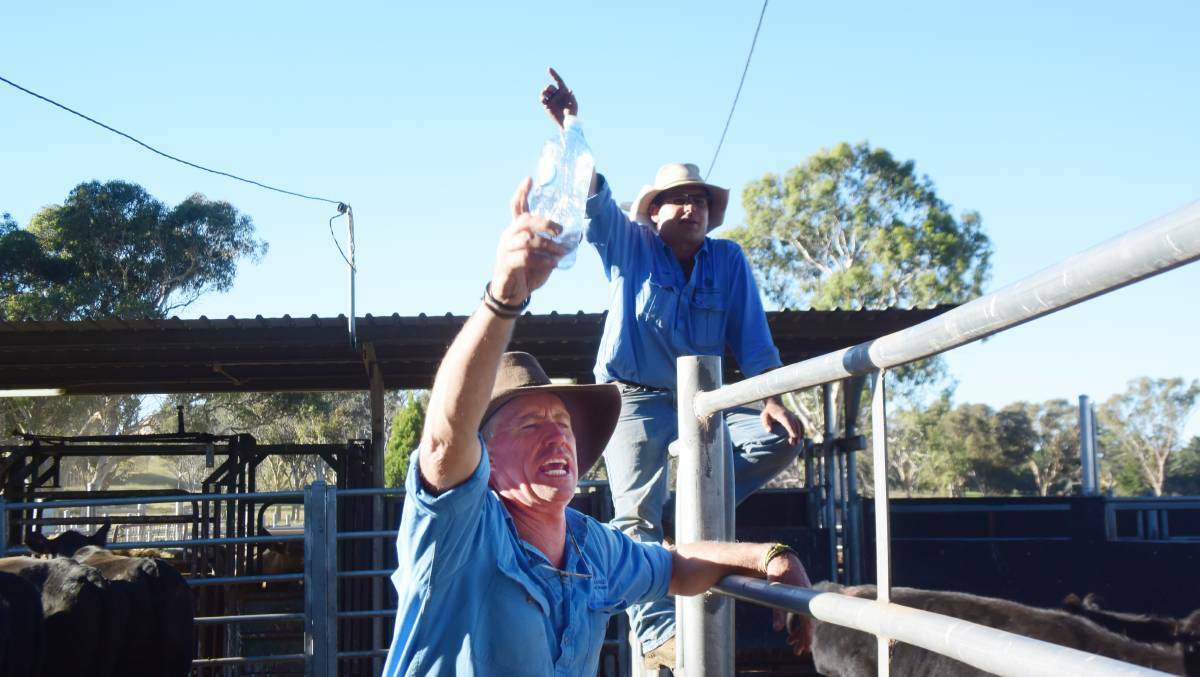 REMEMBERED: Victor Moar and Luke Heagney in full flight during the autumn weaner sales at Armidale. 