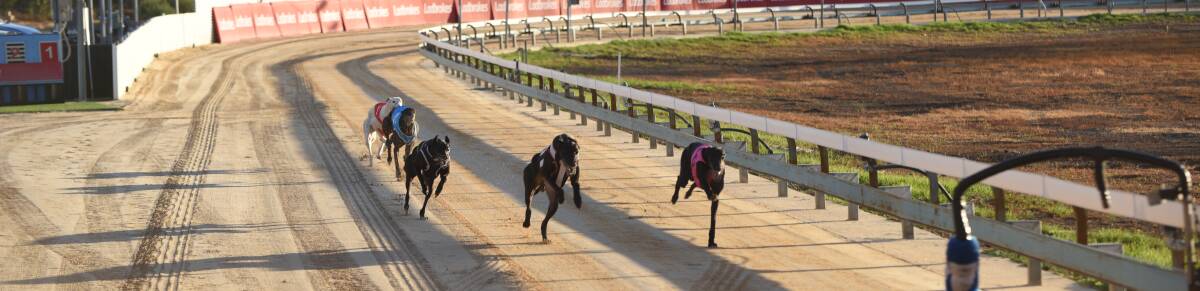 IN LIMBO: The region's recent rain and new restrictions have cast doubt over Tamworth's annual greyhound cup carnival. Photo: Billy Jupp 