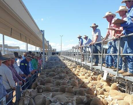 GRAND RETURN: Prices continued to strengthen at the Tamworth sales as buyers and vendors were given the green light to return. Photo: Supplied 