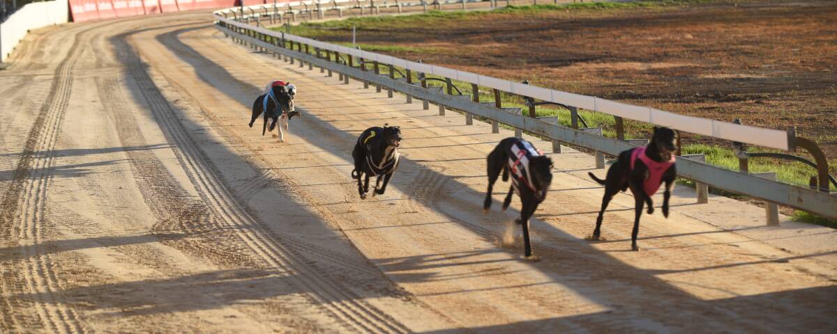 UNCERTAIN FUTURE: Tamworth Greyhound Racing Club is unsure when it will host it's next race meeting after its March 16 meeting was cancelled this week. Photo: File photo
