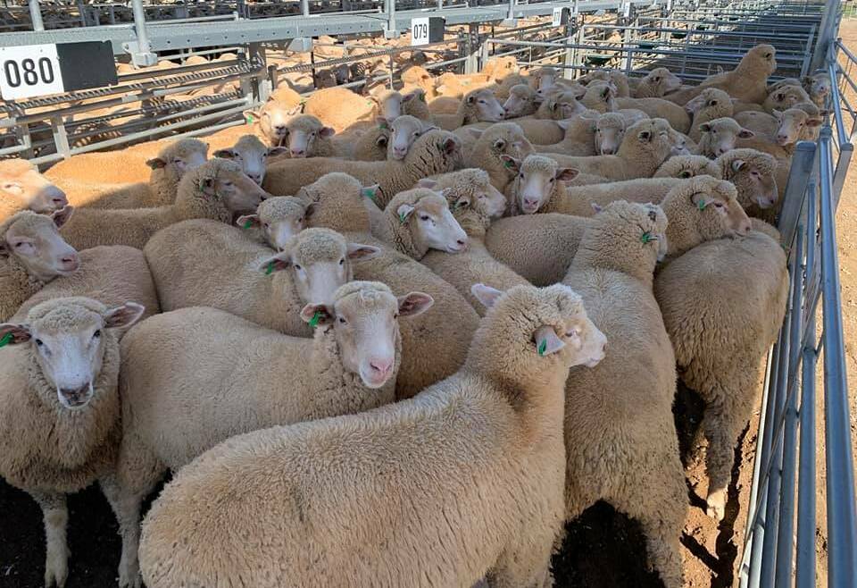 HOLDING FIRM: Prices at Tamworth's sheep and cattle sales have continued to climb in recent weeks. Photo: Supplied 