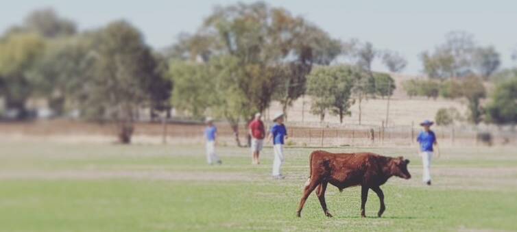 COW CORNER: A poddy calf wonders about the Nemingha Oval. Photo: Supplied 