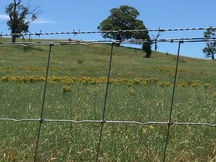 St Johns Wort growing steadily in a paddock in the state's Central Tablelands. Photo: Supplied 