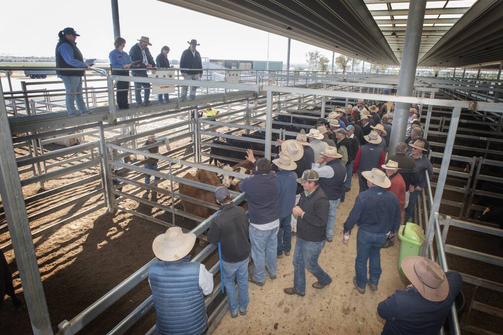 RECORDS TUMBLE: Stock agents expect lamb and cattle prices to steady in the coming weeks after a recent record-breaking spike in prices. Photo: Peter Hardin 020819PHB013 
