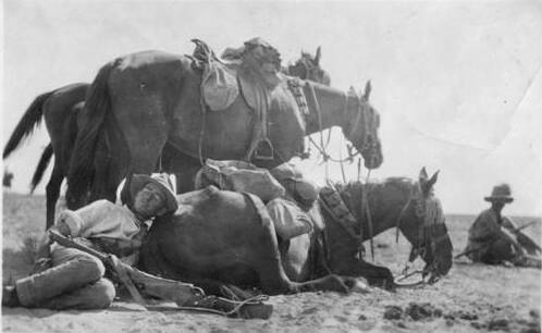 About 8 days after the charge of Beersheba, Trooper Mansfield and his horse rest having been 32 hours in the saddle.Photo: Walcha in the Great War 1914-1919