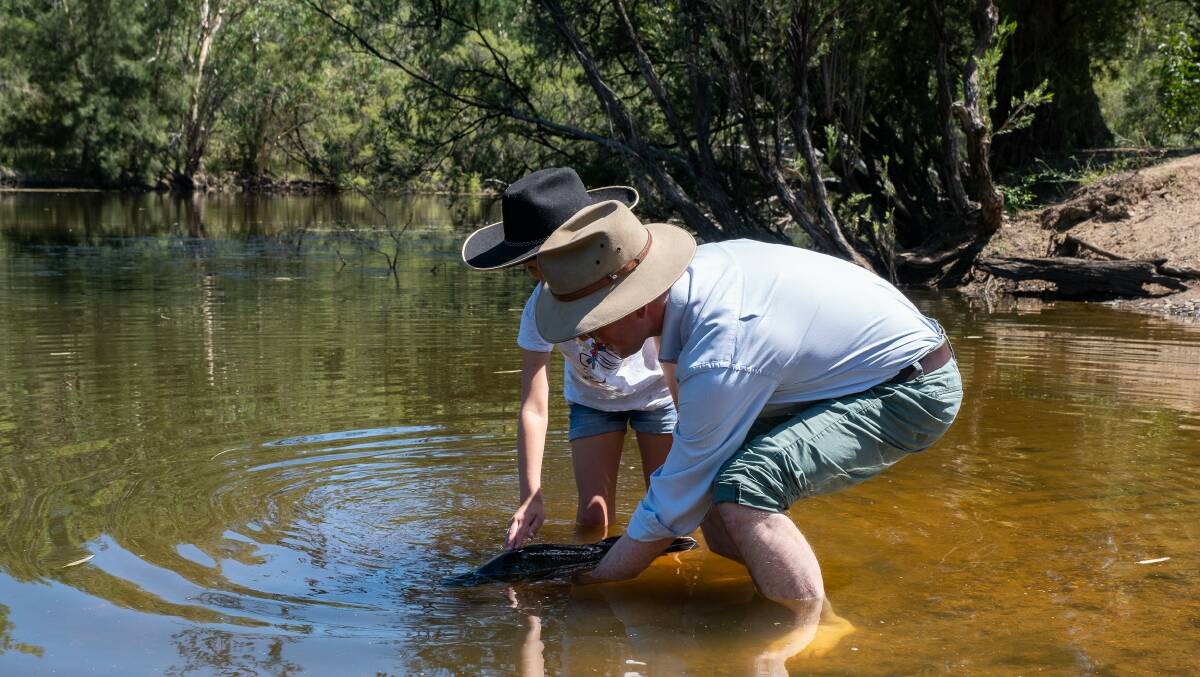 GONE FISHING: MP Adam Marshall releasing one of the 16 returning mature Murray Cod into the Gwydir River at Bingara last week. The Lower Creek LAC group say this is what he was doing instead of attending a meeting with them as scheduled.
