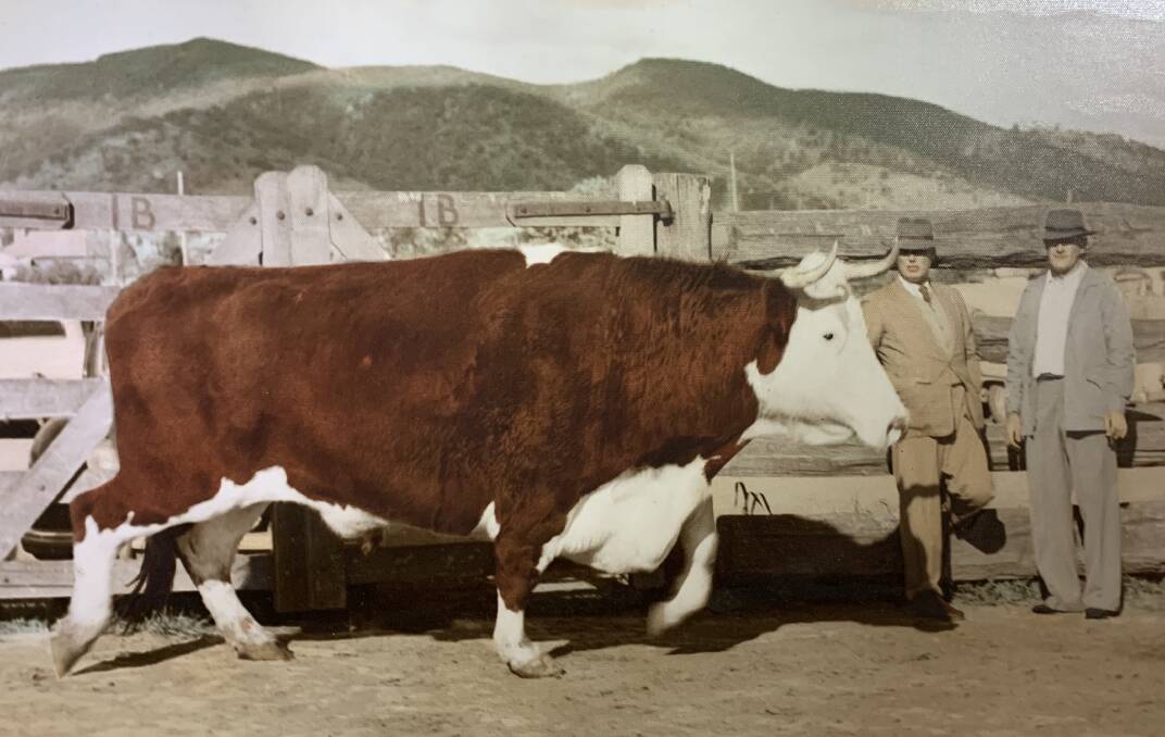 BIG BEAST: The Walcha whopper, Big Ben, with breeder Edde Waugh, Bergen-Op-Zoom, Walcha, and agent Garvin and Cousens' auctioneer Cyril Smith. Photo: Supplied