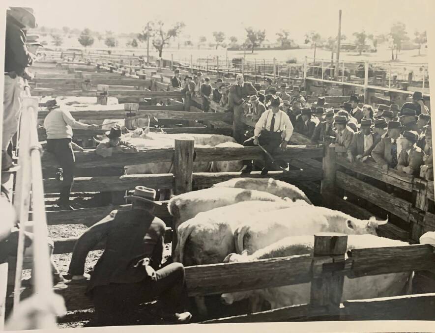 TIMES GONE BY: Back in 1949 the scene was different at a cattle sale than today. Check the large crowd, most with coat and hat with a few ties thrown in - the dress code back then at the old Tamworth yards during Garvin and Cousens selling. Photo: Supplied