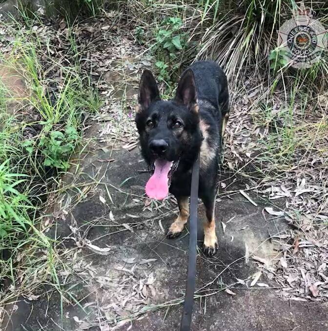 LOST DOG: PD Quizz has been missing for over 24 hours. Picture: Queensland Police