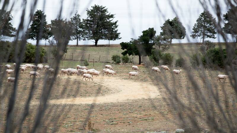 Sheep, north of Goulburn, NSW, eating feed as the dry weather bites. Photo: Janie Barrett