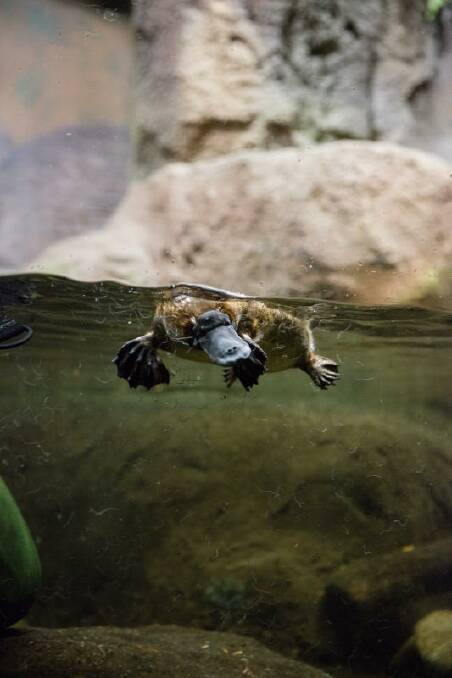 Fleay the platypus swims in an enclosure at the Healesville Sanctuary.