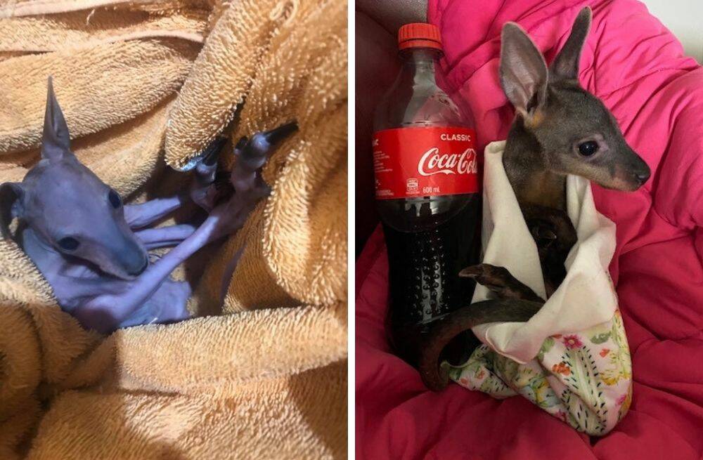 LITTLE RESCUE: Ms Rule is caring for Jack. The photo on the left is the day he was brought into care as a pinkie (no fur); on the right, about eight weeks later, Jack is still no bigger than a 600ml bottle.