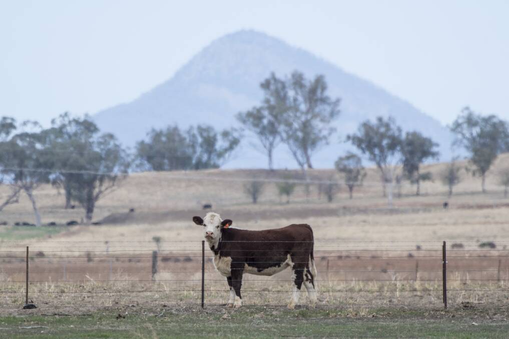HIGHS AND LOWS: Cattle prices could rise by as much as 20 per cent on the back of decent rain, a report says. Photo: Peter Hardin 300419PHA031
