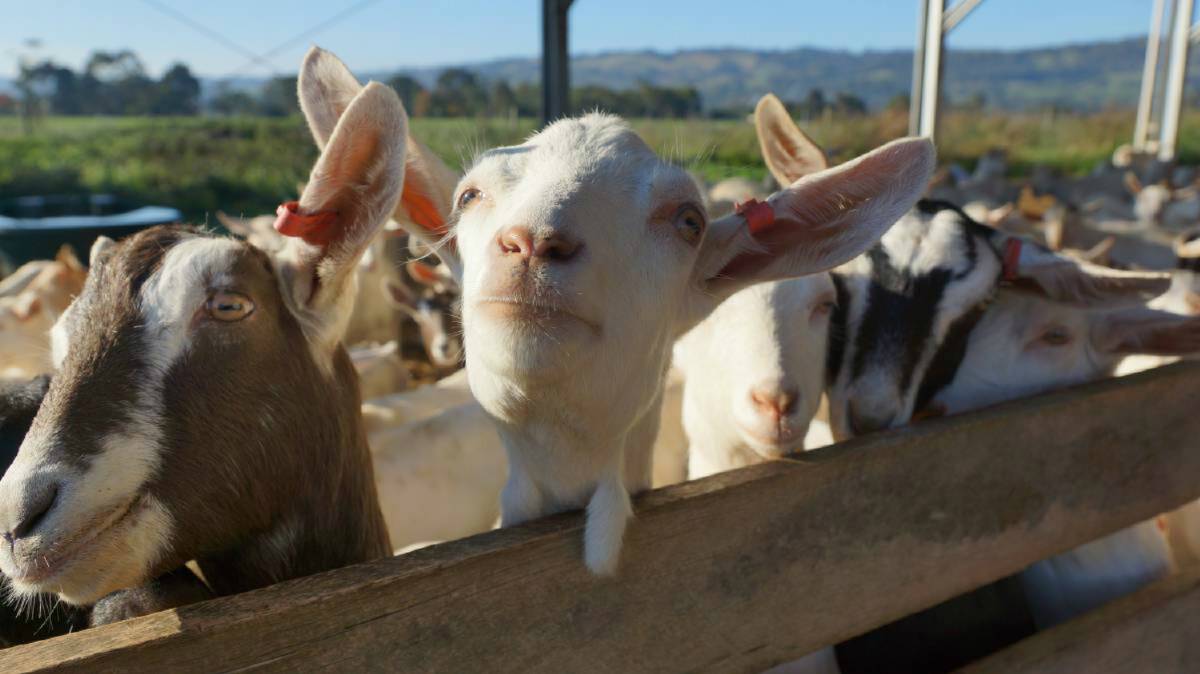 GETTING STARTED: The couple, both in their late 20s, thought goats would be a good entry into livestock production, due to their relative affordability and manageability. File photo