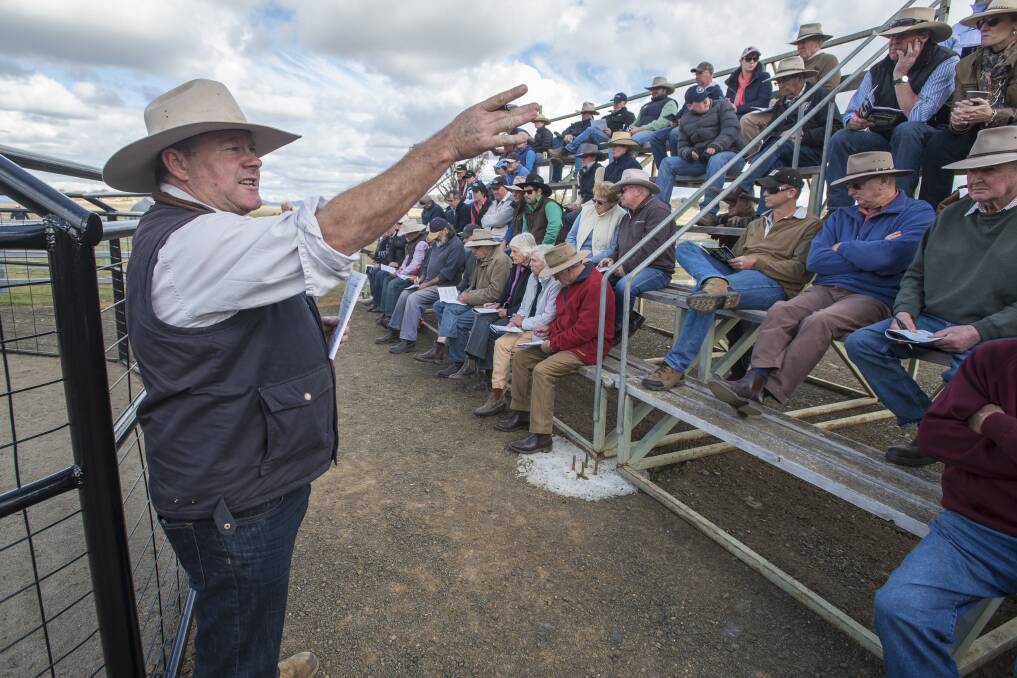YES: Simon Burke of Burke & Smyth Stock & Station Agents acknowledges the bidders in the stands, at the first on-property sale for Heart Angus of Timbumburi. Photos: Peter Hardin 120717PHC032