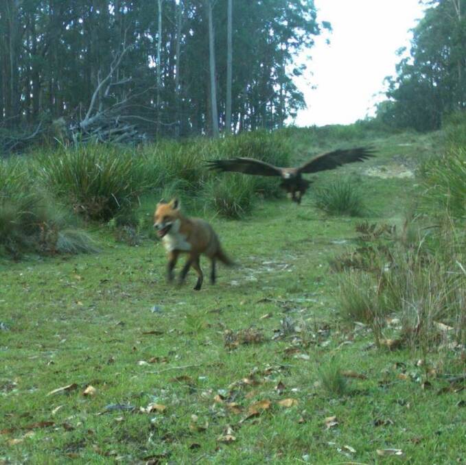 TARGET: This was just before an annual aerial and ground baiting program, so if the eagle didn't get the fox, a bait almost certainly will, DPI said.