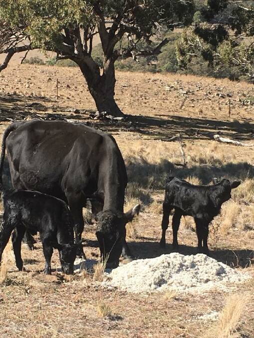 The McIntyres say they hope they made the right decision - to keep their core breeding Angus stock, continue to hand-feed and pray for some winter rain.