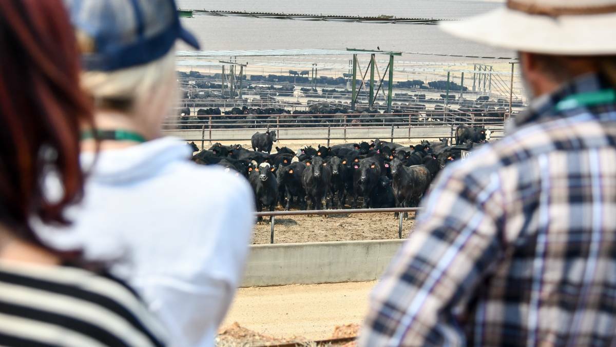 EVENT: Producers started off with tours to Elders' Killara Feedlot , as well as Romani Pastoral Company's Windy Station. Photo: Lucy Kinbacher