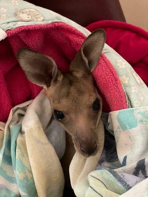 A female eastern grey joey in care - 'found all by herself, no mum anywhere'.