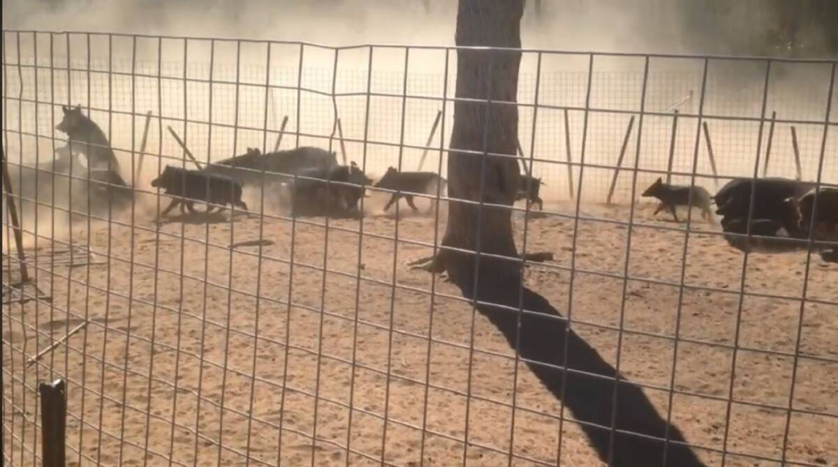 TRAPPED: A screenshot of a video shot on a property in Warialda, showing several dozen feral pigs caught through the program.