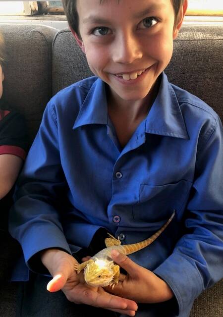 PLEASE RETURN HIM: Rocco the yellow bearded dragon with Somerton Public School student Tom, whose family organised the lizard, his enclosure and the licence to keep him. 
