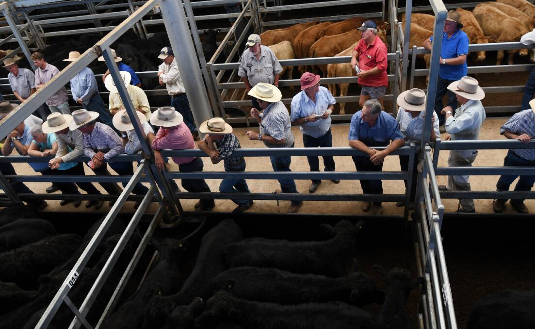 More than 5000 head of cattle was on offer at Tamworth Regional Livestock Exchange for the Virbac Weaner Challenge and Feature Sale. 060418GGA010