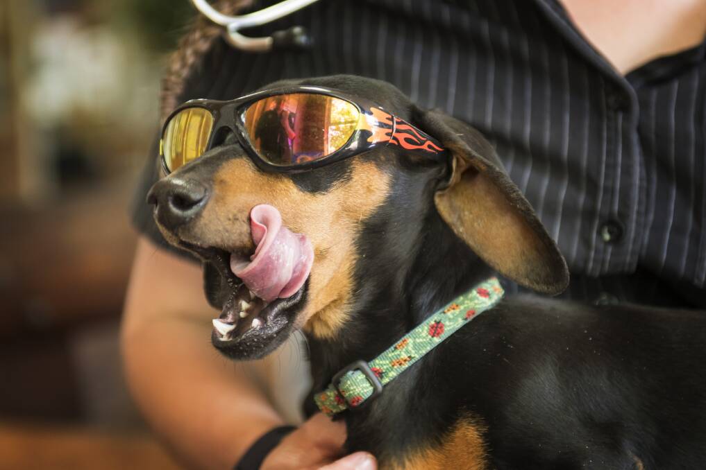 CHILLI DOG: Chilli the daschund models some dog-size sunglasses, as vets warn owners to mitigate the risks of sun and heat to their pets. Photo: Peter Hardin 141117PHD081