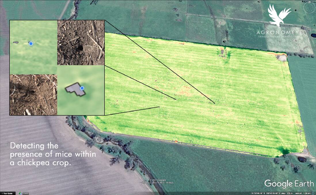 An Agronomeye map showing 'holes' in a crop - identified as being due to the presence of mice.