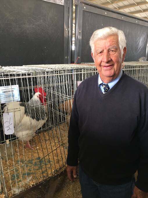 Tamworth Poultry Club treasurer Peter Smith with one of his prizewinning Sussex cockerels.