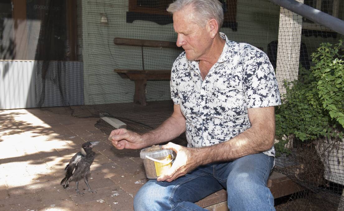 BIG TASK: David McKinnon feeds an orphaned magpie. Photo: Peter Hardin 051219PHD001