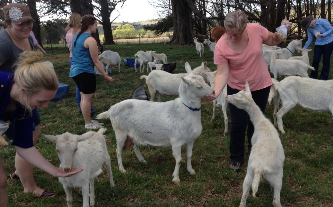 FARM TO FORK: Feeding time at Sunhill Dairy Goats - one of the boutique producers on the New England Foodie Trail, which is coming to Tamworth next month.