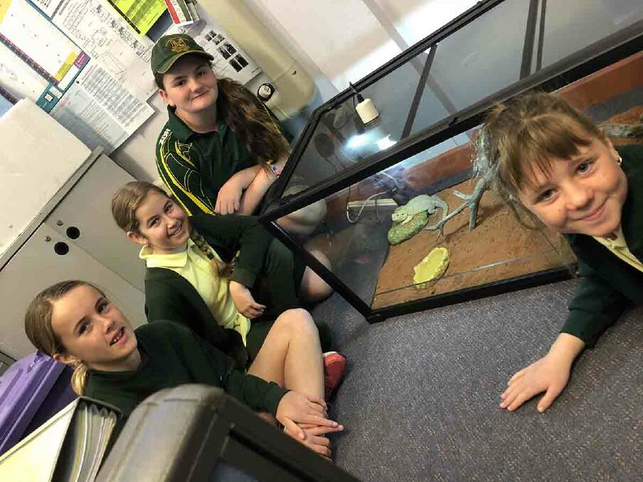 The Entrance Public School students Ashley, Tayla, Amelia and Kaitlyn with Wattle the bearded dragon.
