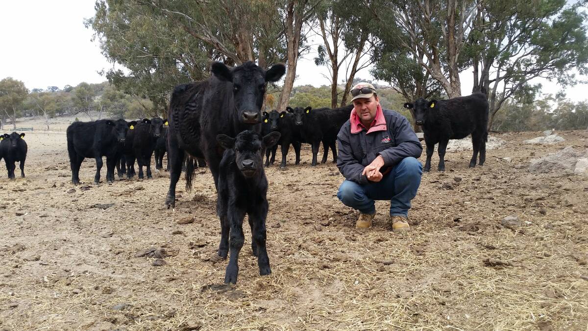 GETAWAY: Brett Woods with pet cow Jaz, her newborn calf and weaner heifers in the background, in a photo from August last year. 