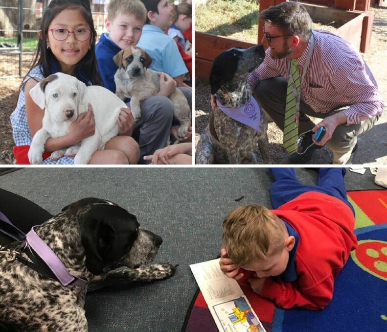 Clockwise from top left: Feungnapa Sayabath and Andrew Luchetti with Indi's pups; relieving principal Grant Scarborough with Indi; Max Staines reads to Indi.