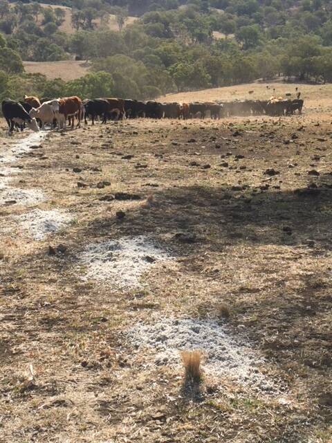 The McIntyres' cattle in February - conditions have only deteriorated since then.