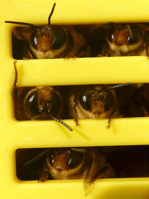 Liquid gold: A new research team will investigate ways to strengthen the Australian honey bee products industry which is valued at more than $120 million.