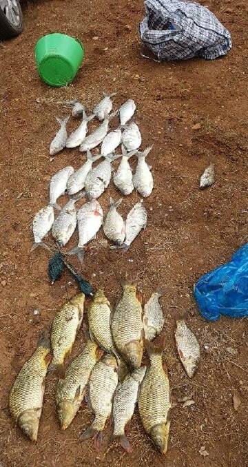 On the hook: The 29 fish that were in the net were of a variety of species and sizes, including European Carp.