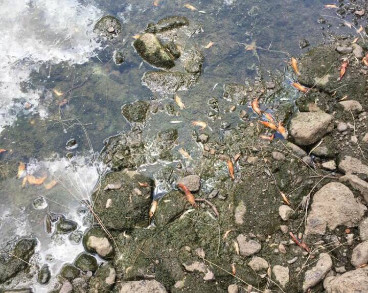 Water worries: Low flow and increasing temperatures have been blamed for a fish kill which claimed over a thousand fish below Keepit Dam.
