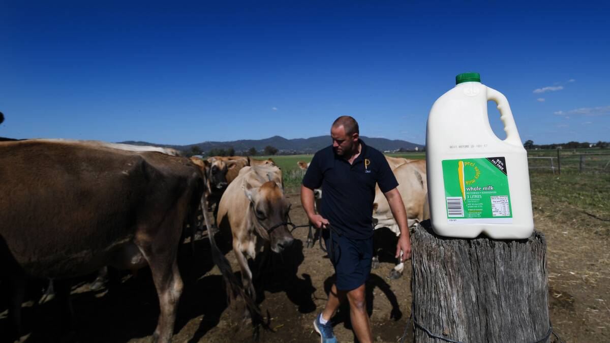 Product of passion: Todd Wilson gets 23 litres a day out of each of his prized Jersey cows. Photo: Gareth Gardner 011117