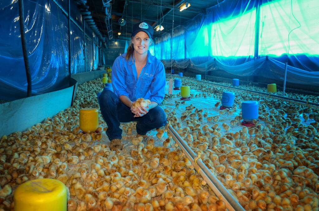 What comes first: Gill Burke has a busy few days on her hands, nursing 26,000 one-day-old chickens at her Winton egg farm Glendon. Photo: Chris Bath