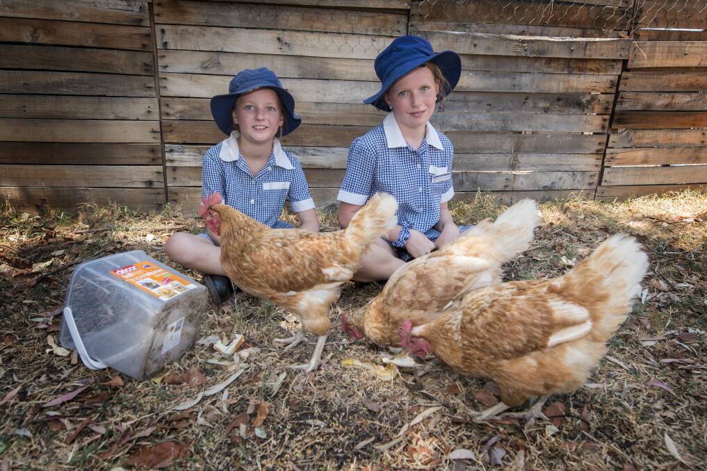 Schoolyard scrap: Currabubula students Matilda Holden and Faith Dolhenty feeding the school's lunch scraps to the chickens. Photo: Peter Hardin