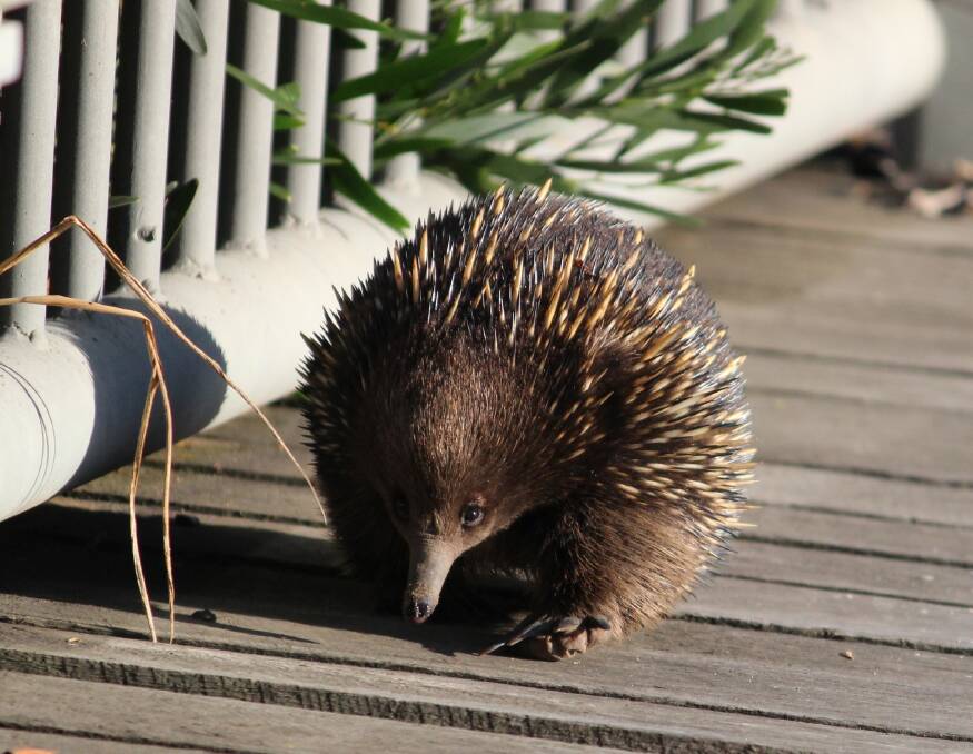 Prickly work: An Australia wide research project is using the public and a specifically designed app to log sightings of Echidnas.