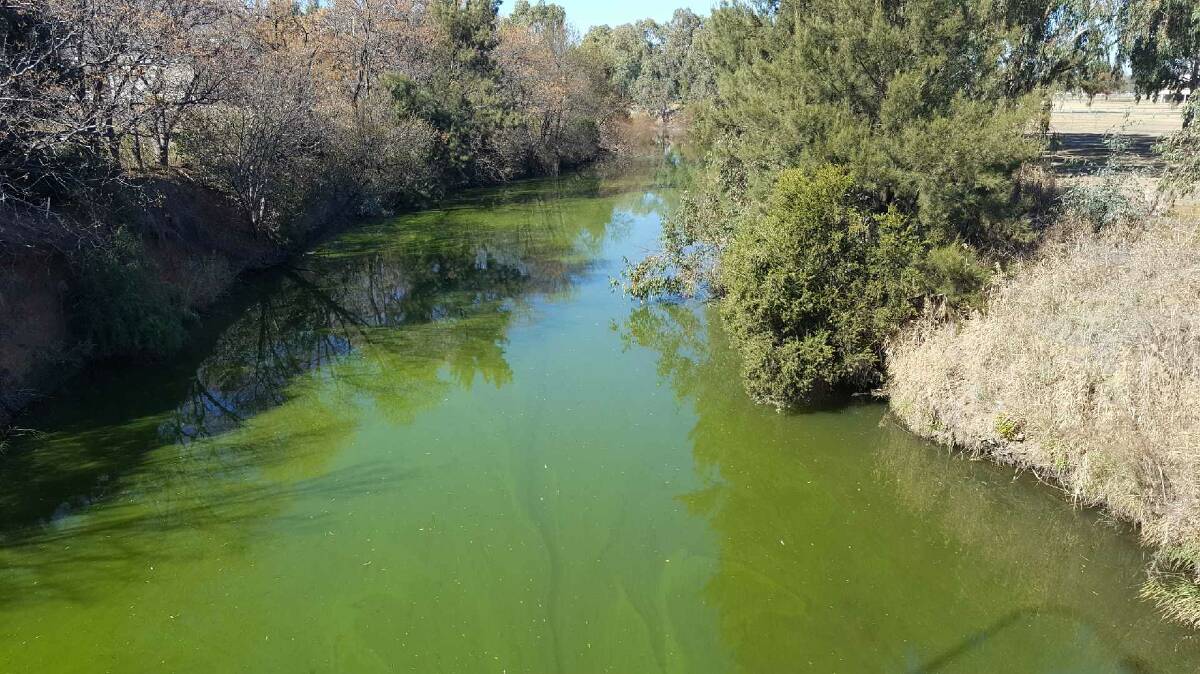 Outbreak: A green algae outbreak has hit the Peel River, although a red-alert, reserved for dangerous outbreaks has not been issued.